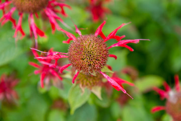 Monarda (bee balm) flower after blooming time