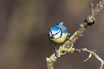 Cinciarella che mangia nel bosco