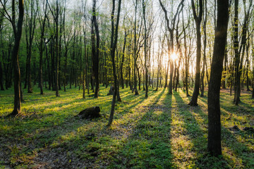 Sunset in summer forest, beautiful sun light in green summer wood, path in wild forest