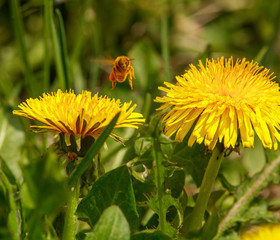 Honey bee collecting pollen from flowering dandelions in green garden