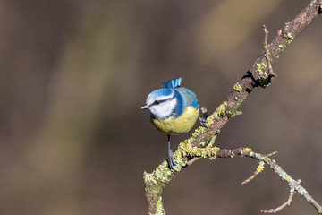 Cinciarella che mangia nel bosco