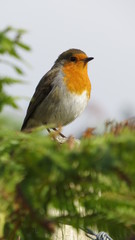 Robin