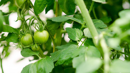 Green tomato © POLEX