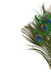 Peacock feathers on a white background with place for text, vertical orientation.