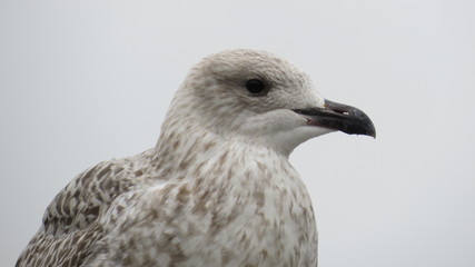 Gull