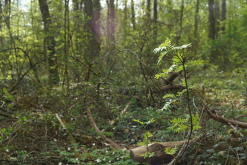 Eichen und Buchen Mischwald im Fr&uuml;hling