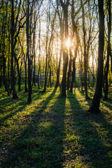 Sunset in summer forest, beautiful sun light in green summer wood, path in wild forest