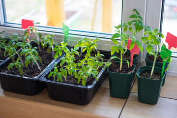 Growing tomato seedlings plants in plastic pots with soil on balcony window sill with tags labels....