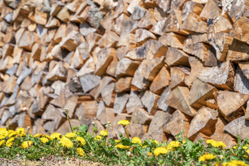 Löwenzahn und Brennholz als natürliche Holztextur