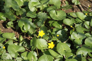 Marsh marigold kingcup yellow spring swamp flowers
