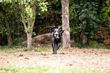 Dog playing with a tennis ball