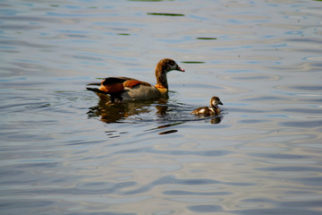 Ducklings Baby Birds Geese Spring Newborn Goose Duck Family Spring
