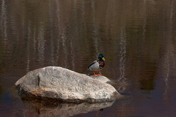 A duck sitting on a rock. A Drake with bright multicolored plumage in the wild
