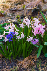 Beautiful multi-colored hyacinths in a spring garden.