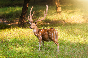 Naklejka na ściany i meble Beautiful male chital or spotted deer grazing in grass in Ranthambore National Park, Rajasthan, India