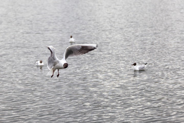 Fototapeta na wymiar Black-headed gull in flight against background of the lake and floating birds