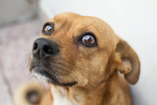 mirada de perro con ojos color cafe 