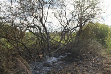 Bush forest fire ashes extinguished