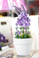 Bellas flores lilas en su maceta