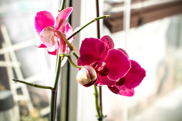 pink orchid flower