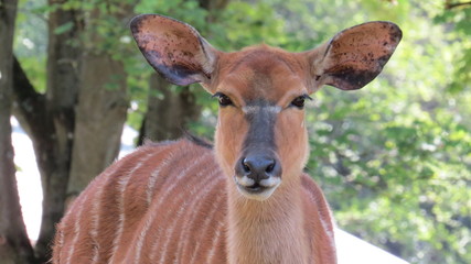 Nyala