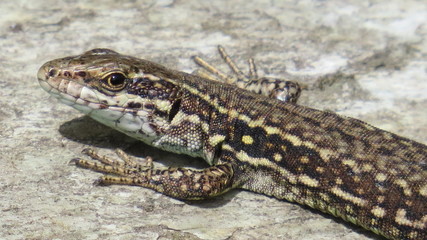 Forest Lizard
