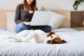 young woman working on laptop at home, cute small dog sleeping besides. Work from home concept