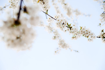 cherry blossom in spring