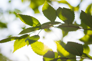 Green leaves on a tree Bright sun in spring forest. Nature spring background.