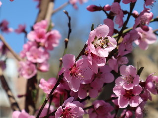 Fototapeta na wymiar Peach - fruit tree in the garden blooming in pink