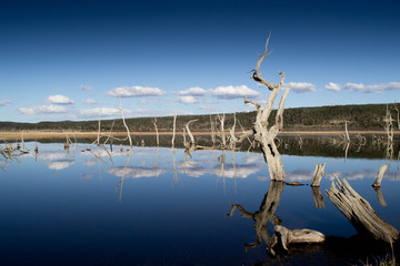 Arboles secos sobre el agua reflejando el cielo 