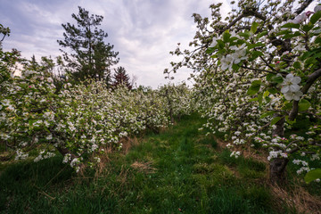 Fototapeta premium Probably the oldest apple orchard in Appiano in Trentino Alto Adige with flowering trees.