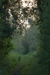 View along trail through woods with rabbit