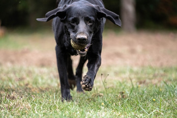 Dog playing with a tennis ball