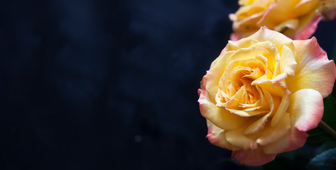 Yellow-orange rose close-up on a dark background. Copy space, banner format