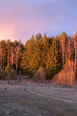 Landscape. Early spring. A country road leading to the forest illuminated by sunlight during sunset.