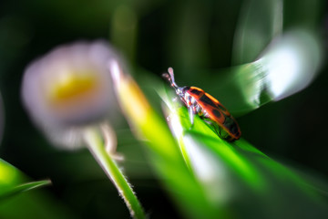 Common Firebug (Pyrrhocoris apterus), macro shot