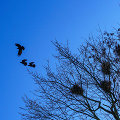 Crows making nests in trees in early April. Ornithology concept. Classic blue sky background.