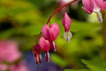 Pink and white Bleeding Heart flowers
