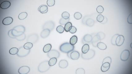 Cell division of bacteria. 3D rendered illustration.