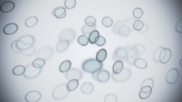 Cell division of bacteria. 3D rendered illustration.