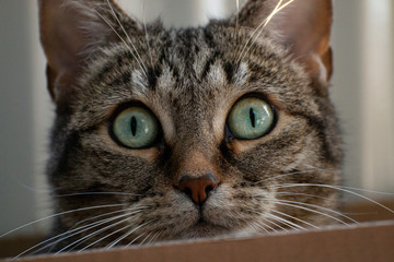 Cat looking at you straight