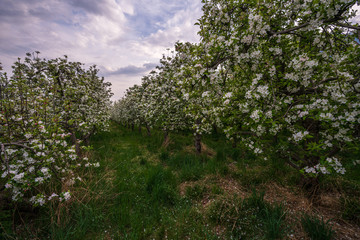 Probably the oldest apple orchard in Appiano in Trentino Alto Adige with flowering trees.