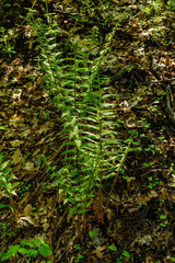 Fototapeta premium Green fern plants in the forest on spring