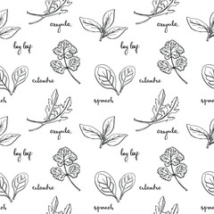 Seamless pattern with herbs and salad leaves: spinach, bay leaf, cilantro, arugula/ Hand drawn black and white background/ Vector illustration