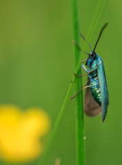 Käfer Insekt Schmetterling blau