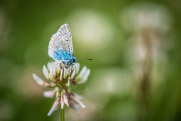 Schmetterling bläuling klee naturwiese