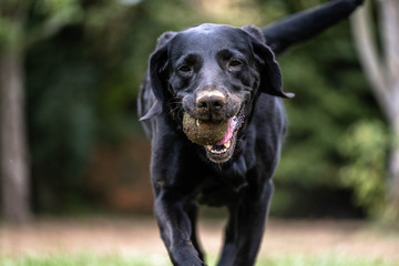 Dog playing with a tennis ball
