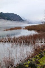 Mists outside of Portland, OR