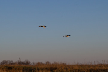 Family of Storks. Flight of two storks. A pair of big birds. Flight of birds.